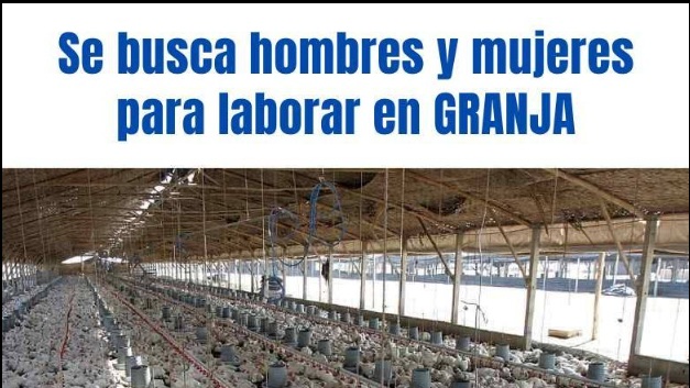 🐄 Se necesita personal para trabajar en una granja: Requisitos, funciones y cómo postular en 2025