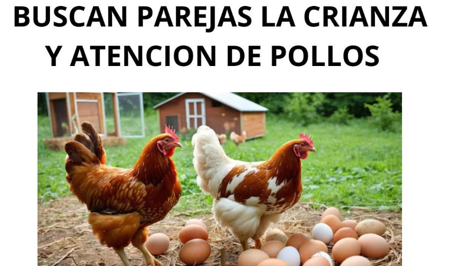 👨‍🌾 Trabaja en la cría de pollos: guía completa para empezar hoy mismo