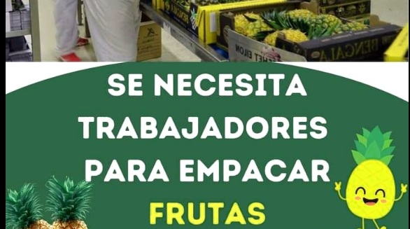 🍎 Empacar frutas desde casa: Guía completa para encontrar empleo real en 2025