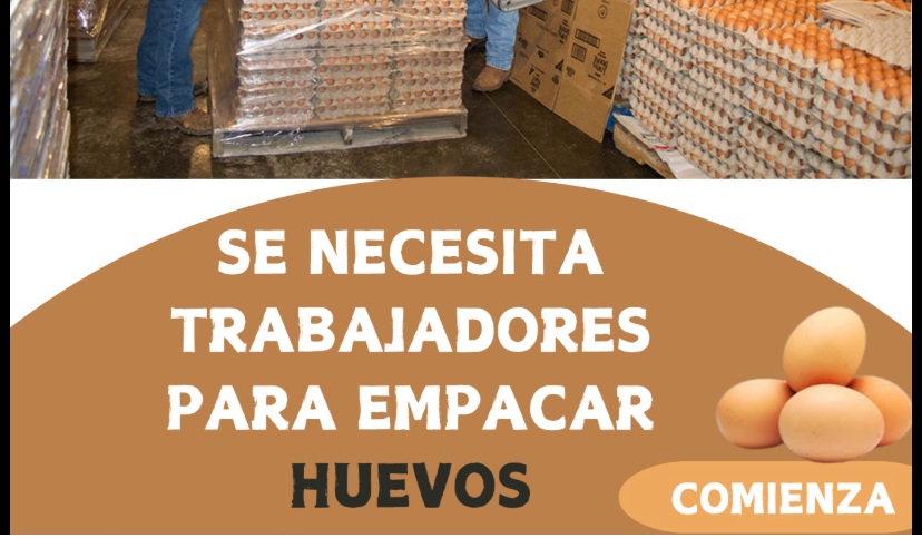 🥚 ¡Gana dinero empacando huevos desde casa! Todo lo que debes saber para aplicar hoy mismo