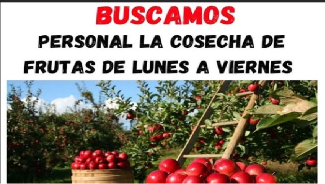 🍎 Se Buscan Trabajadores en cosechas de frutas: cómo aplicar, requisitos y beneficios